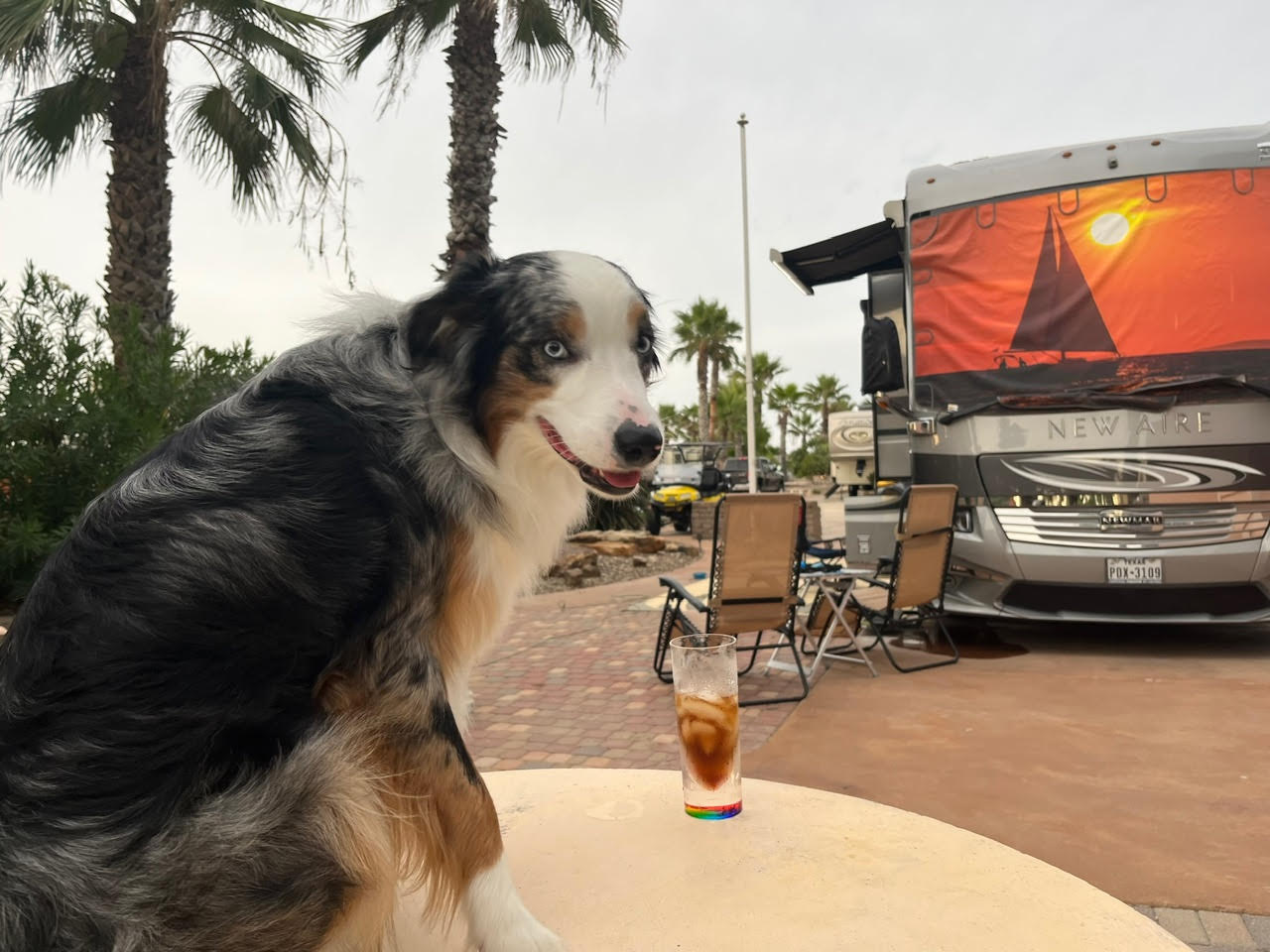 Australian Shepherd sitting in front of an RV van and drinking his icy Coke.