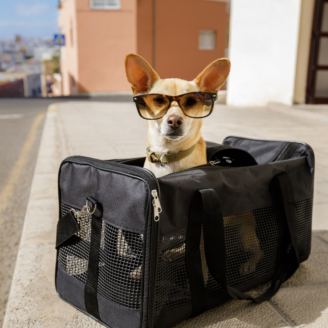 A dog inside a travel bag wearing sunglasses on the street.