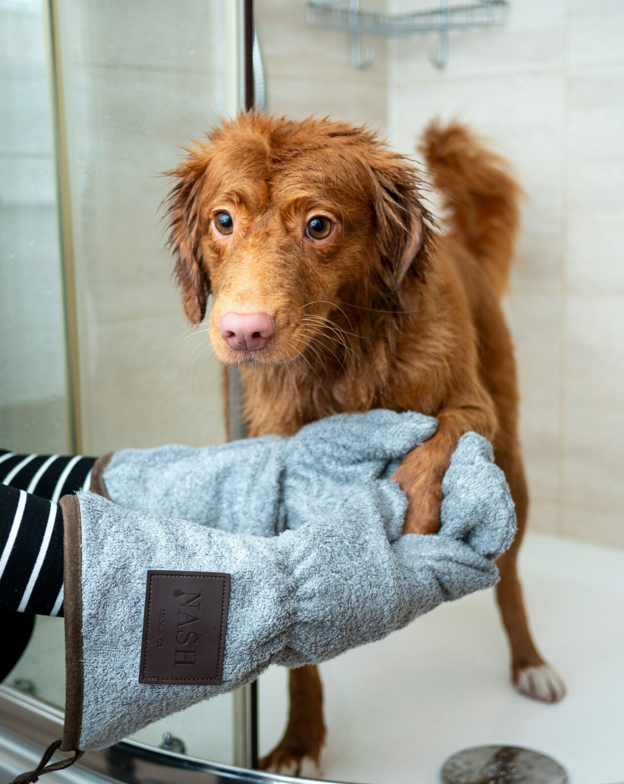 How often should you groom a dog?