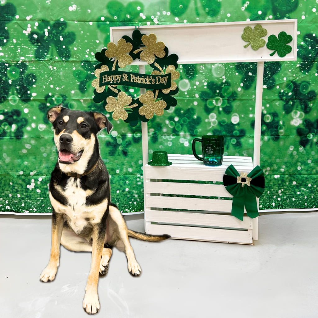 Shamrocks & Shakes Photoshoot & Treat Sign Up. dog in front of a St. patrick's Day display.