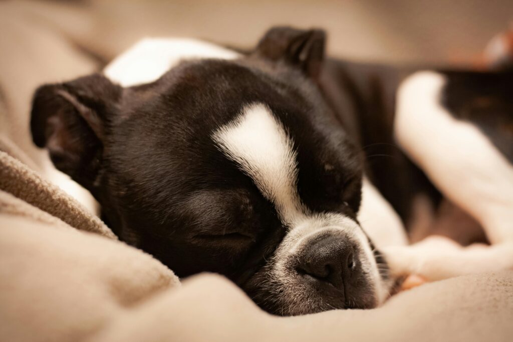 Dog sleeping peacefully on dog bed.