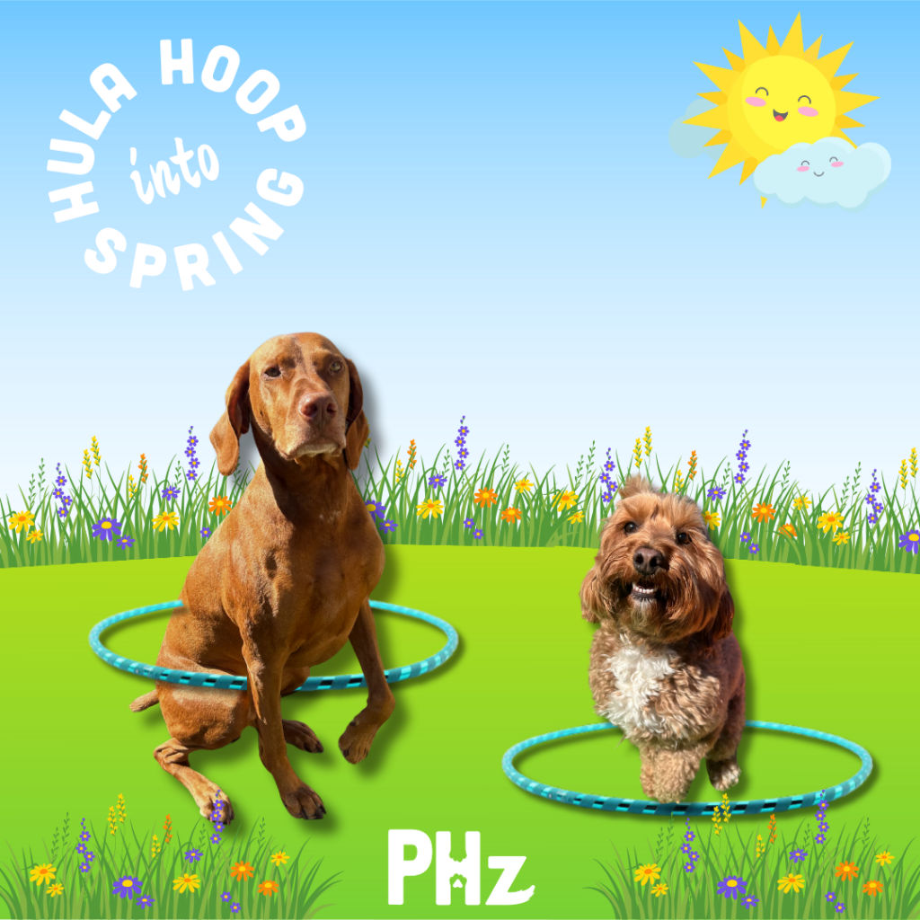The theme for the week is Hula Hoop into Spring. This pic is of 2 dogs with hula hoops.