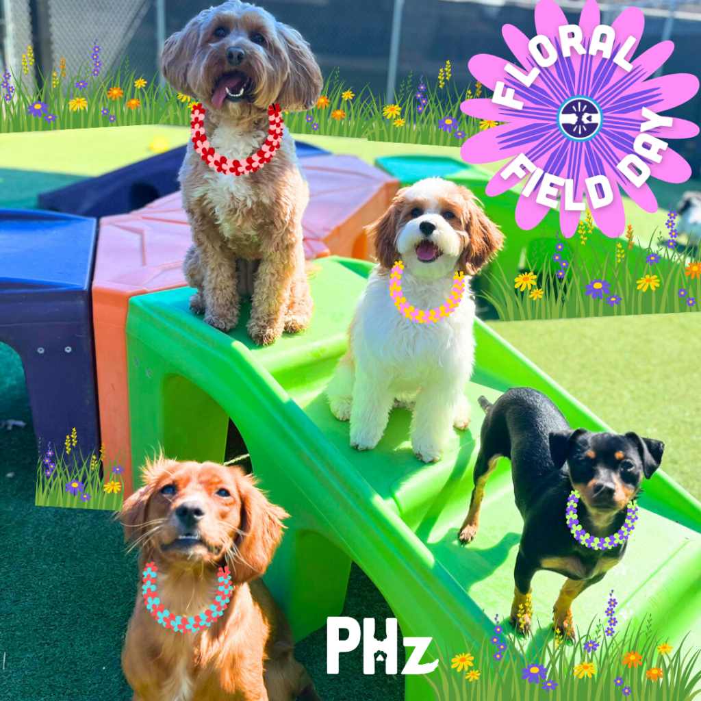 Floral Field Day: 4 dogs wearing floral necklaces sitting on dog playground equipment.