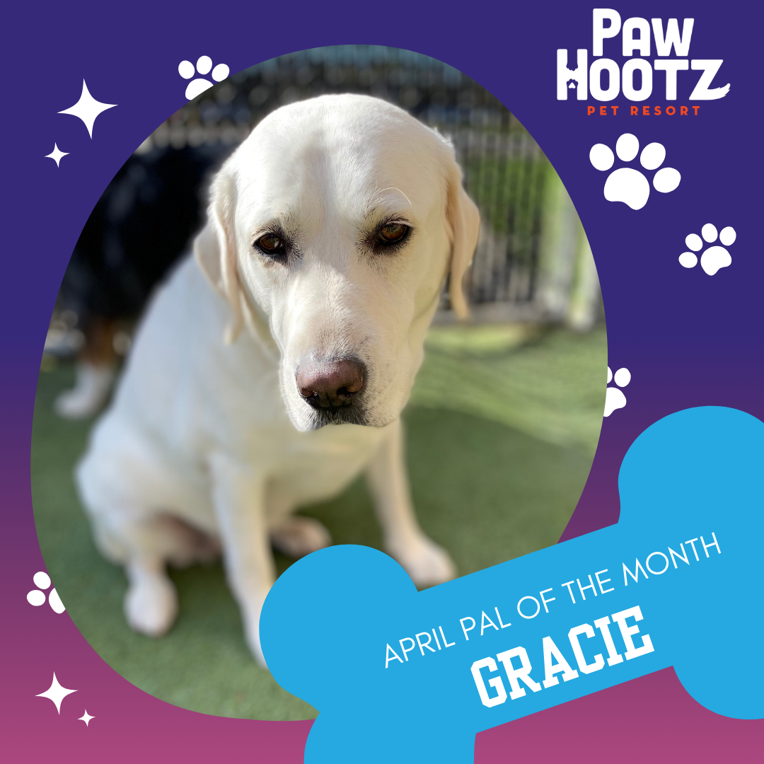 White Labrador Gracie is PawHootz's April Pal of the Month.
