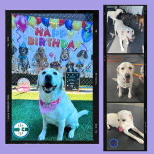 4 different pics of the same white dog, Gracie at PawHootz Pet Resort