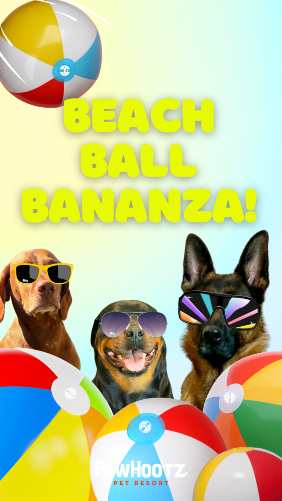Beach Ball Bonanza: A graphic with 3 dogs wearing sunglasses and beach balls
