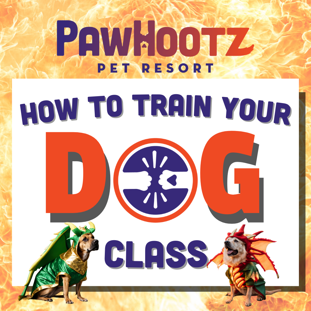 How To Train Your Dog - PawHootz Events and Specials