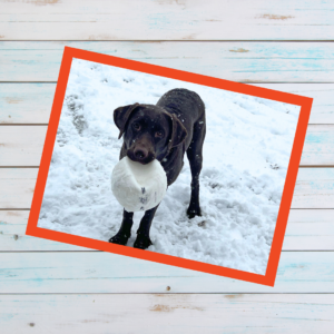 Mickey with a ball in her mouth out in the snow.