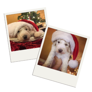 A goldendoodle puppy wearing a Santa hat in two pictures.