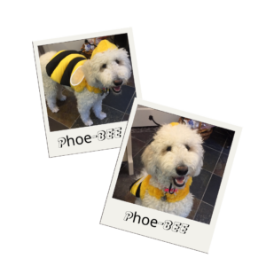 Phoebe dressed as a "Phoe-BEE" in a bee costume.