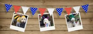 3 polaroid type pics of a goldendoodle hanging from a red, white & blue flag, against a wooden background