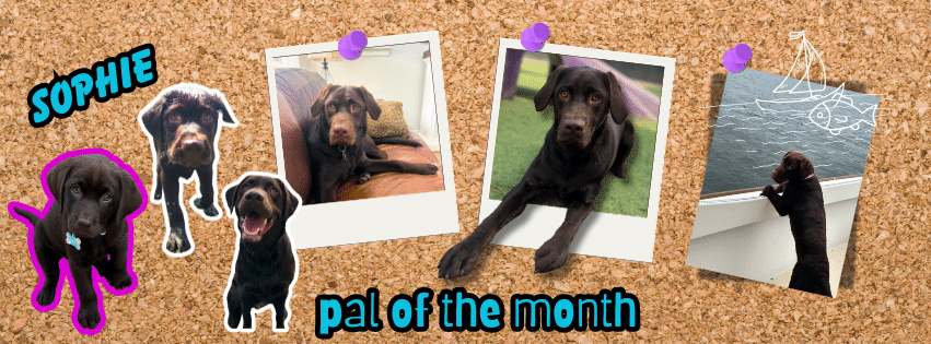 A corkboard collage of pics of Sophie, a brown lab.