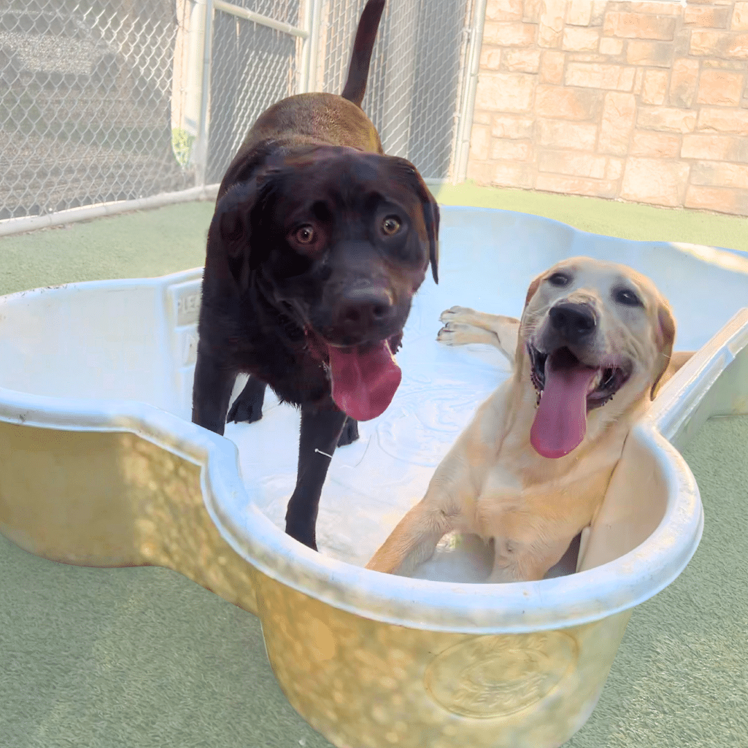 a picture of 2 dogs socializing in a dog bone shaped pool