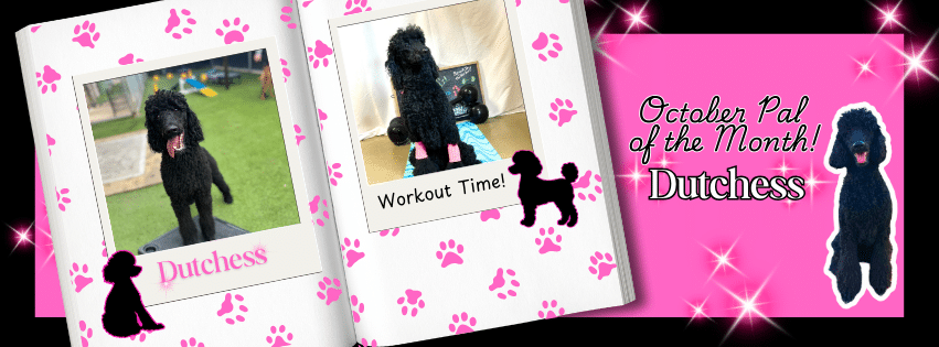 A black poodle named Dutchess is October's Pal Of The Month. This graphic looks like an open book with pictures of Dutchess on it.