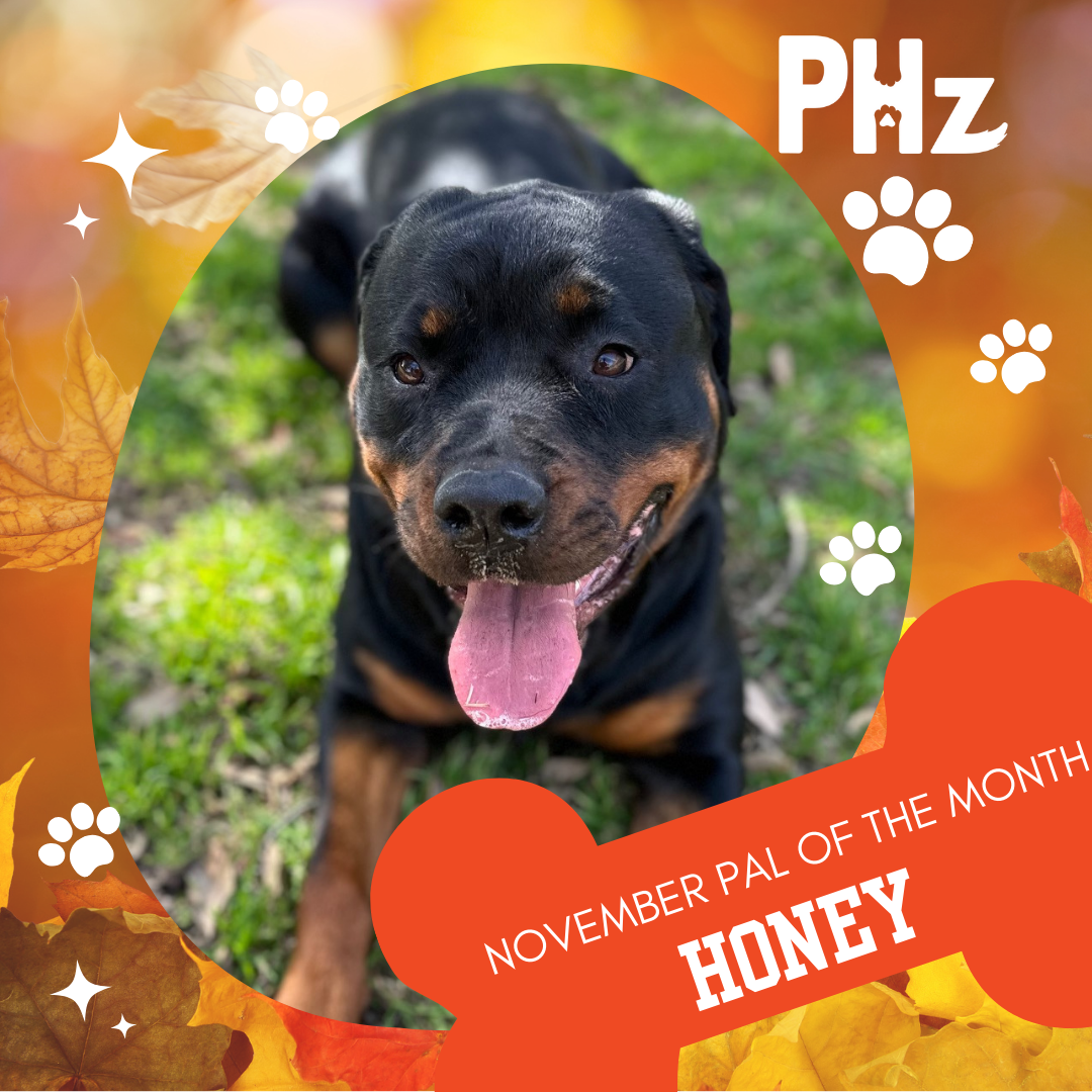 Meet Honey: Our November Pal of the Month!