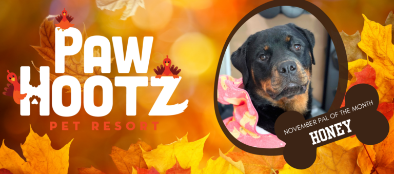 rottweiler dog pal of the month for November