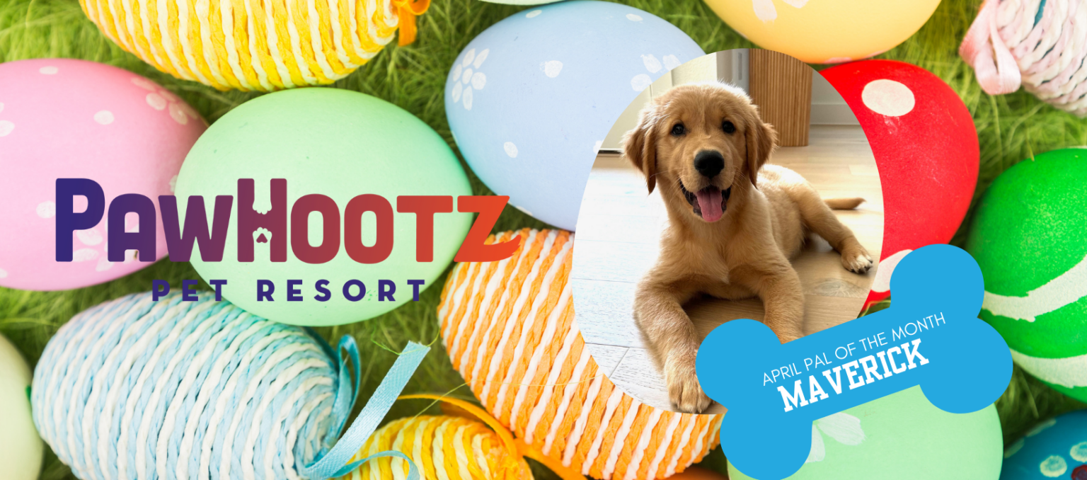 Meet Maverick: Our April Pal of the Month! - PawHootz