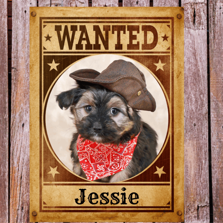 Dog Wild West Photo