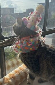 Cat Pal of the Month