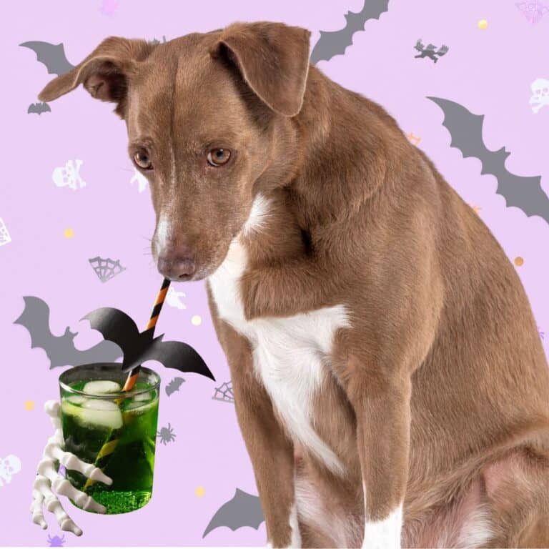 Frankenstein Dog drink
