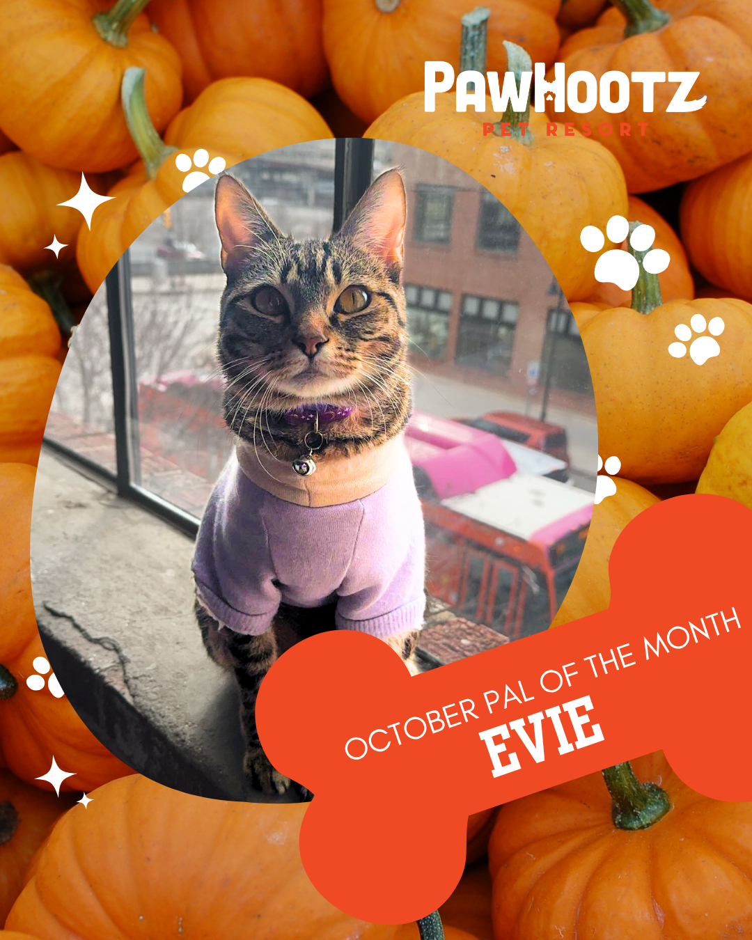 Pal of the Month: Evie