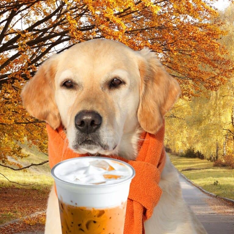 Pumpkjin Spiced Latte